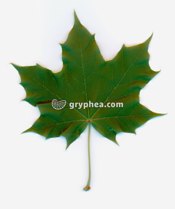 Erable plane - Feuille (Acer platanoÏdes) - gryphea.org